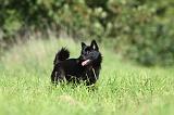 SCHIPPERKE 675